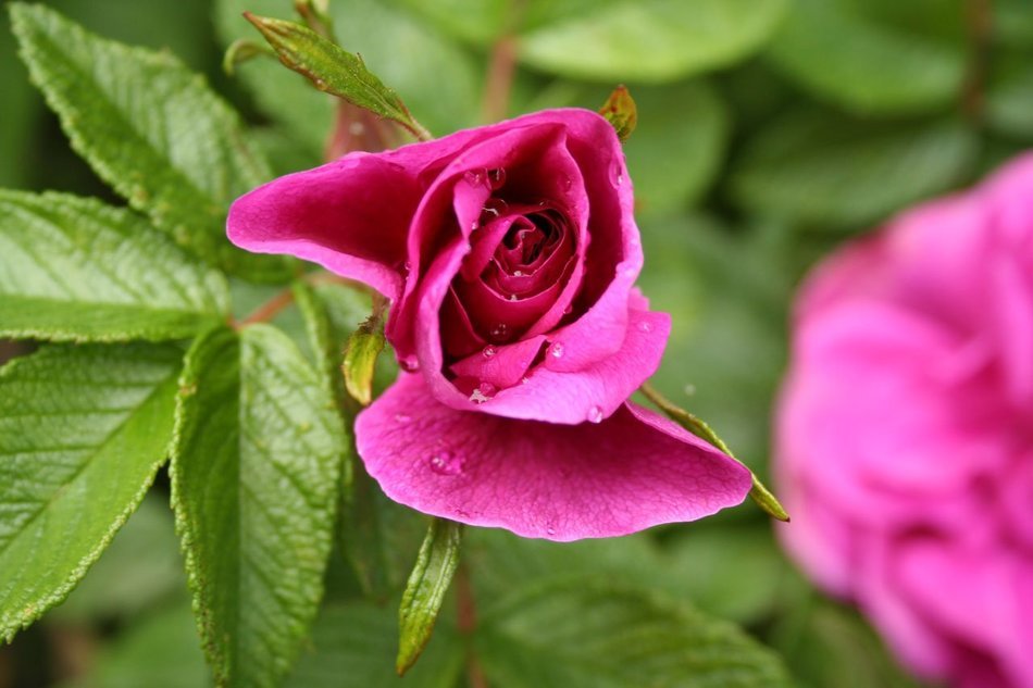 Wild rose flower free image download