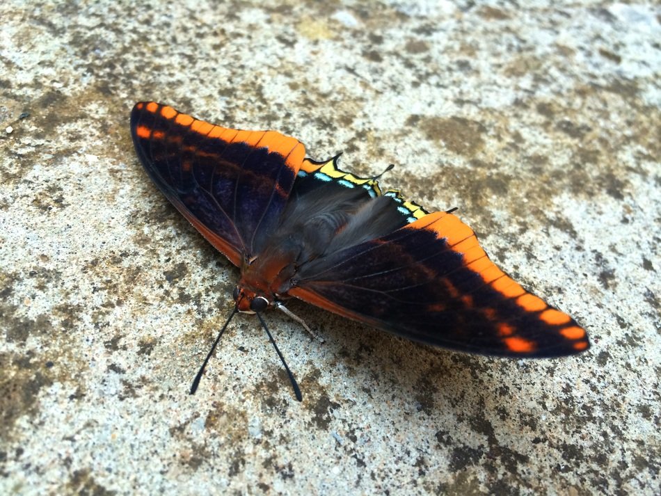 Black butterfly with orange spots on the wings on the rock free image