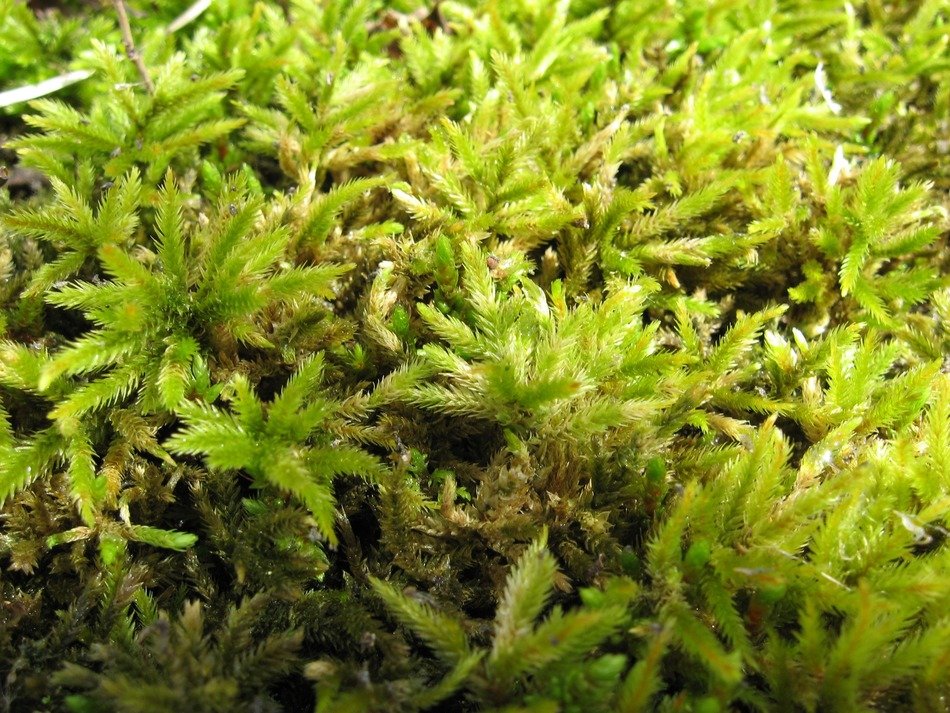 Beautiful green moss plants free image download
