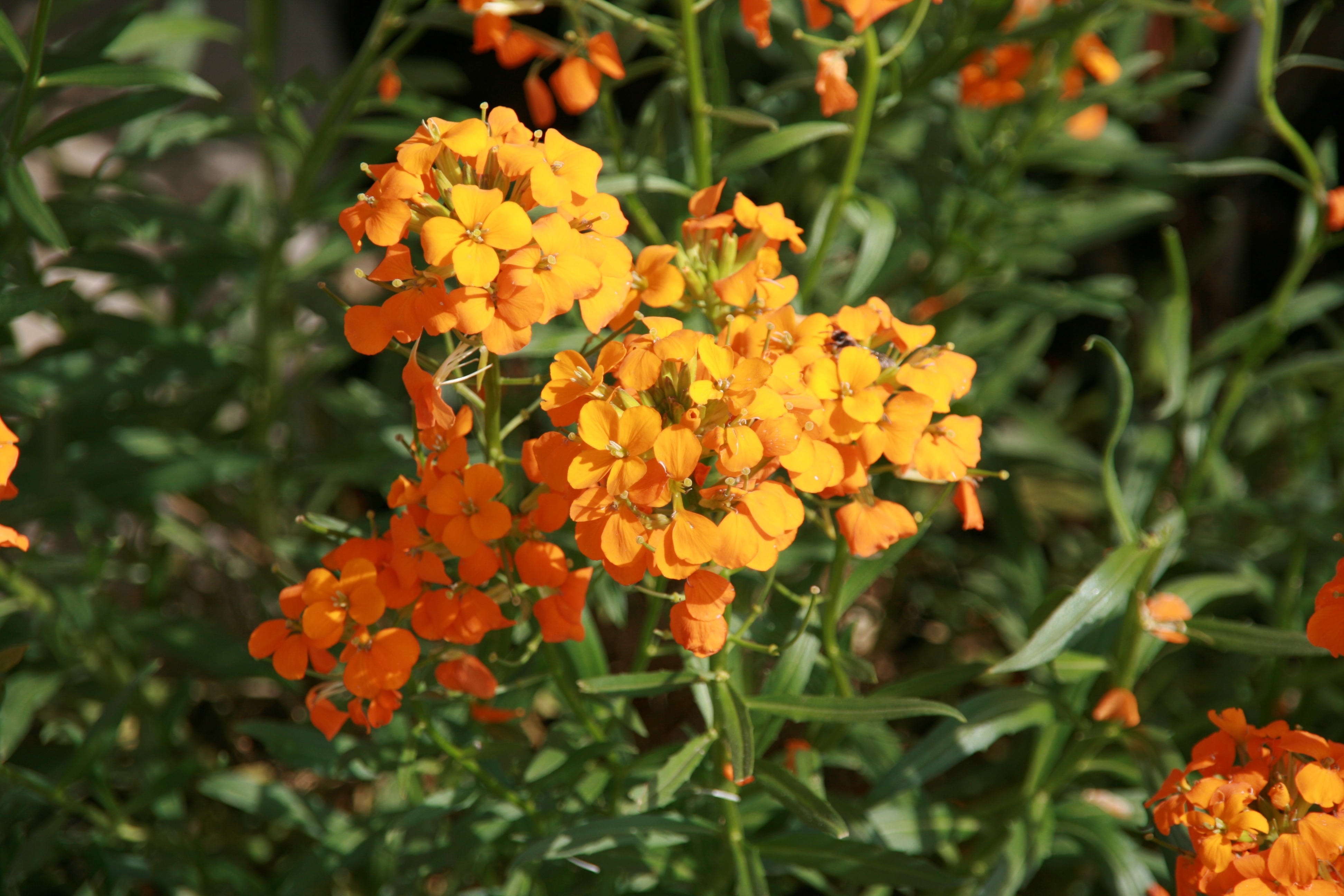 Plant with small orange flowers free image download