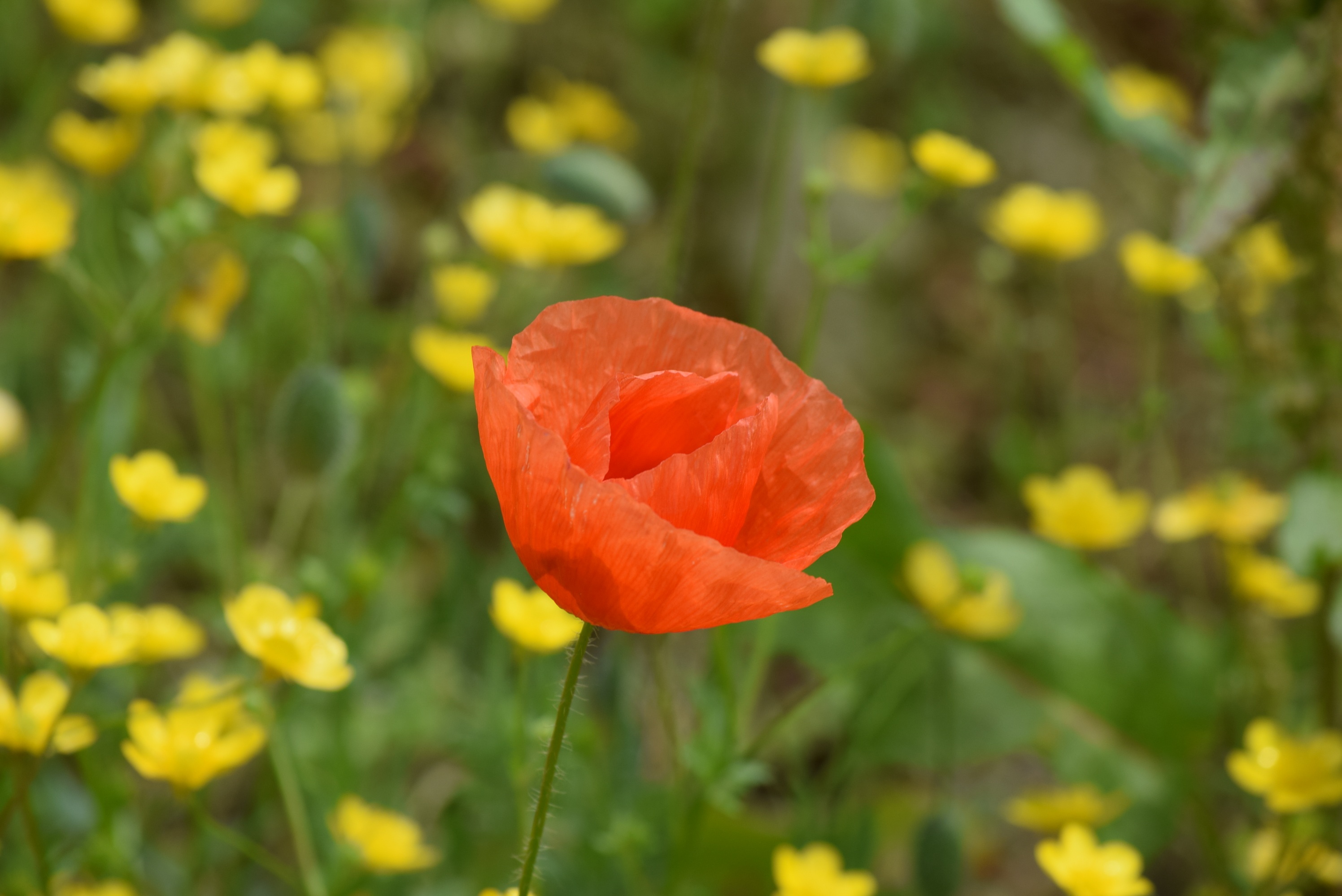 Orange poppy in spring free image download