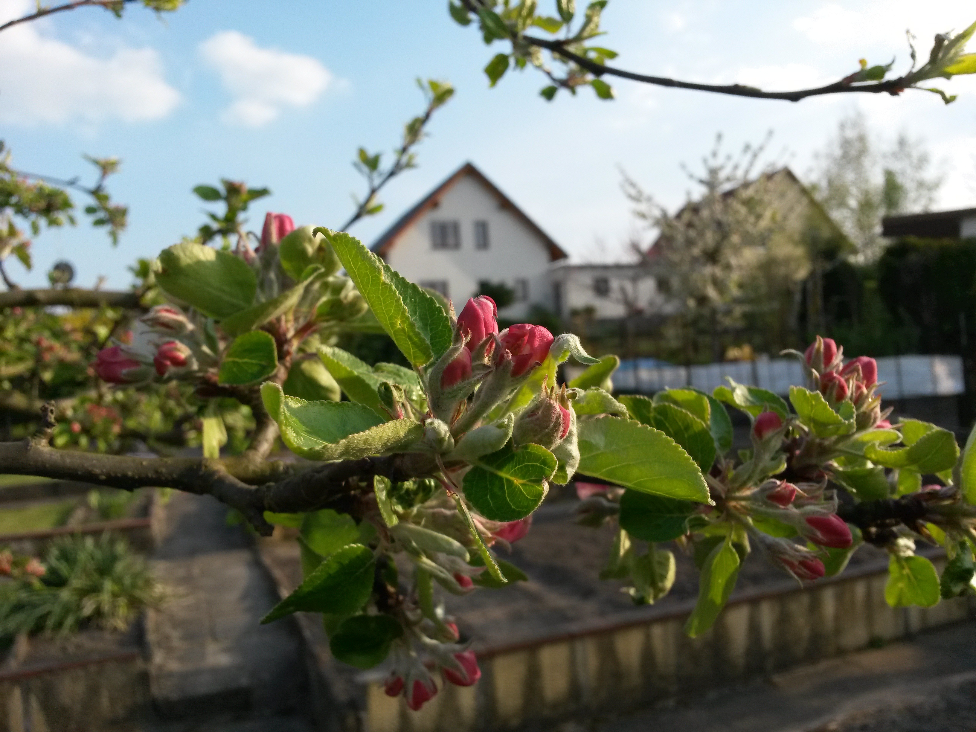 Flowers plant apple tree blossom free image download
