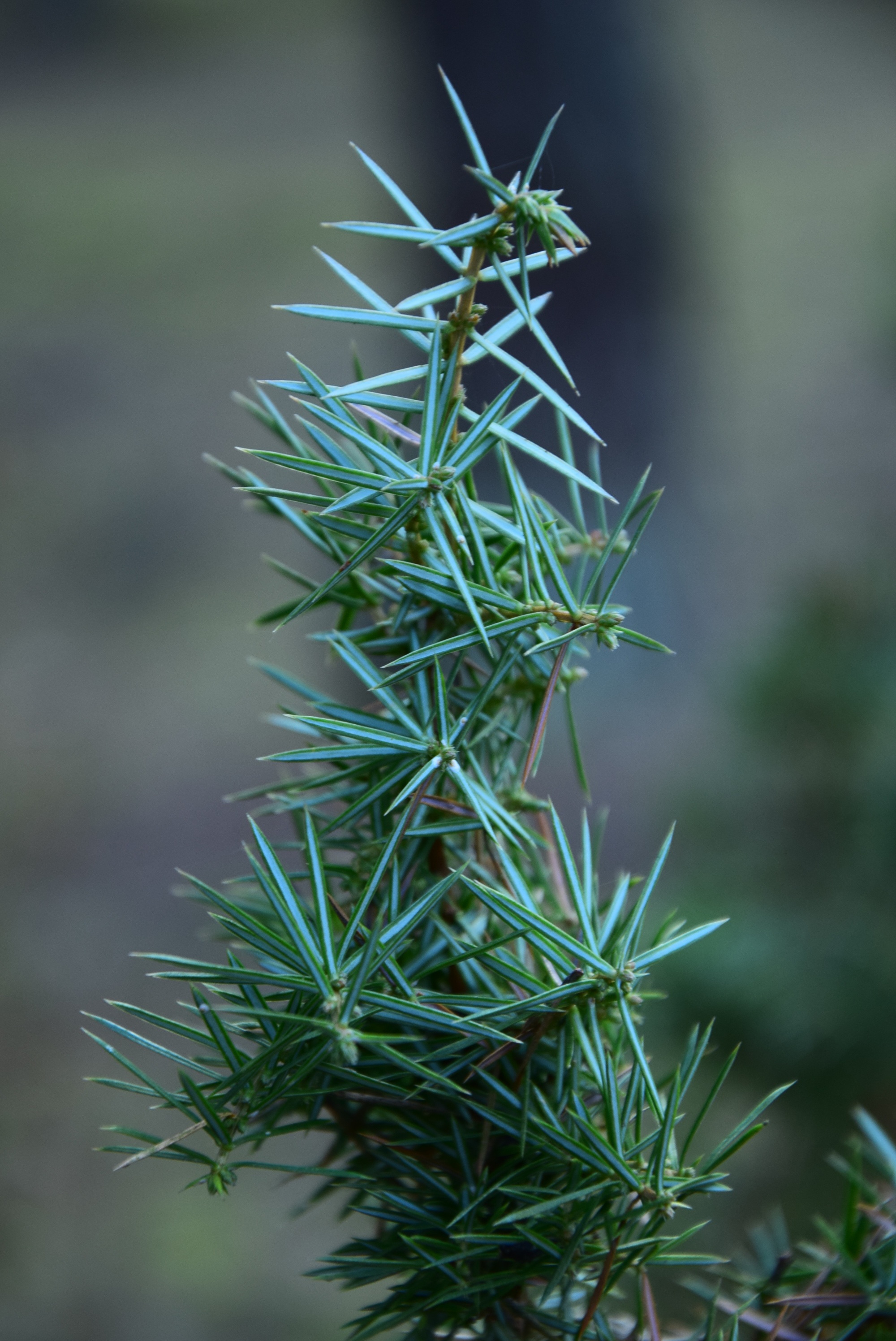 Christmas tree branch with blue needles free image download