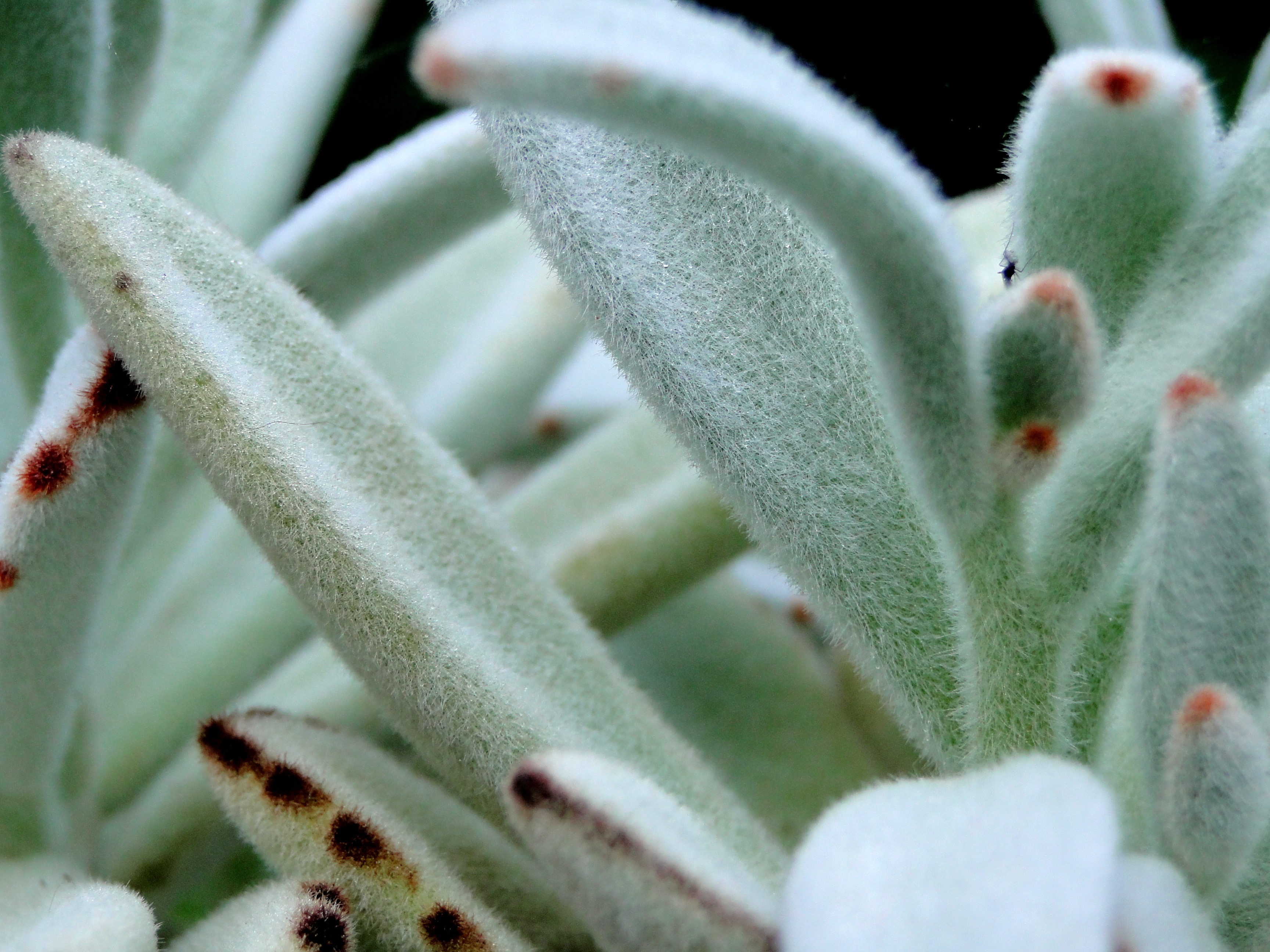 Fuzzy green plant free image download