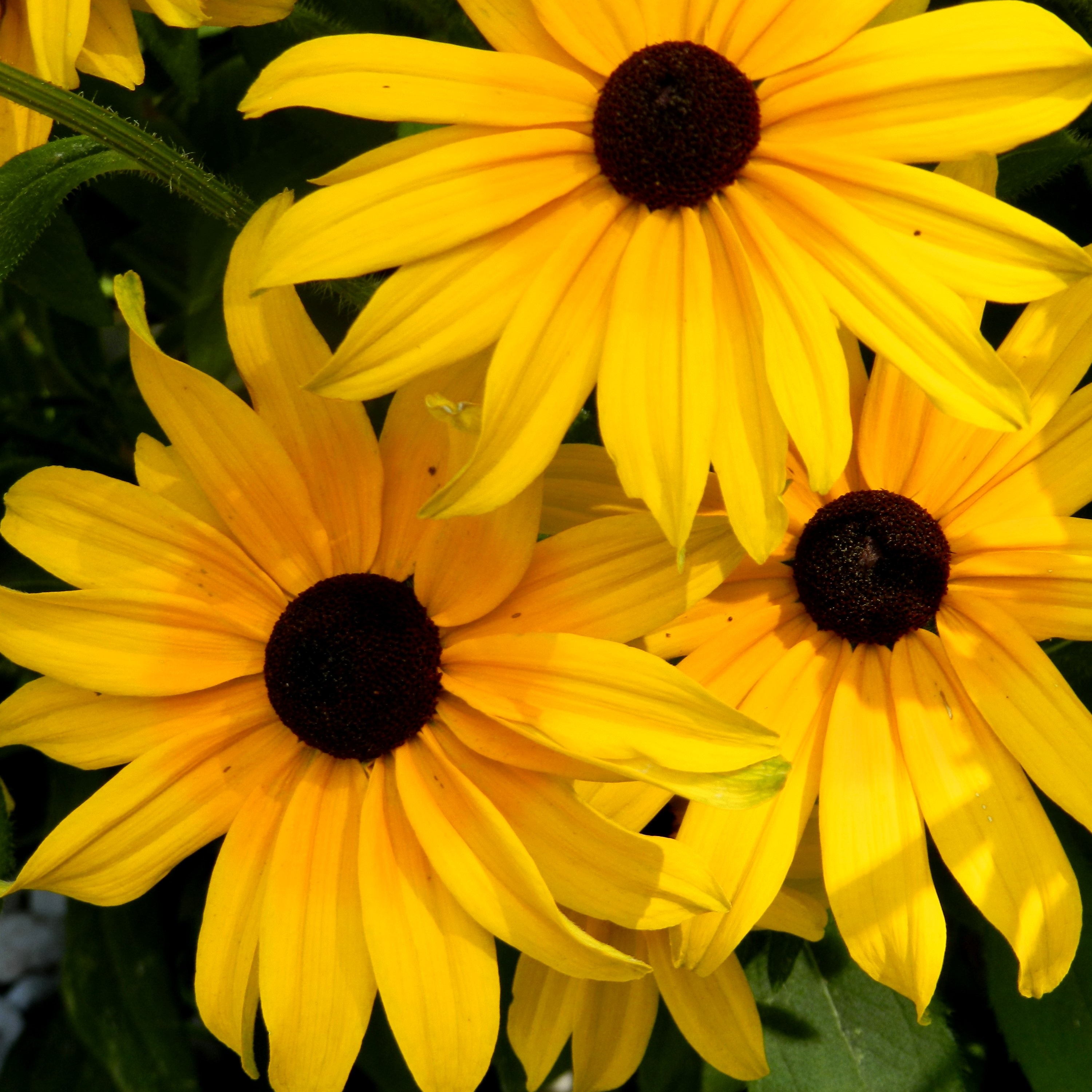Yellow and black flowers in nature free image download