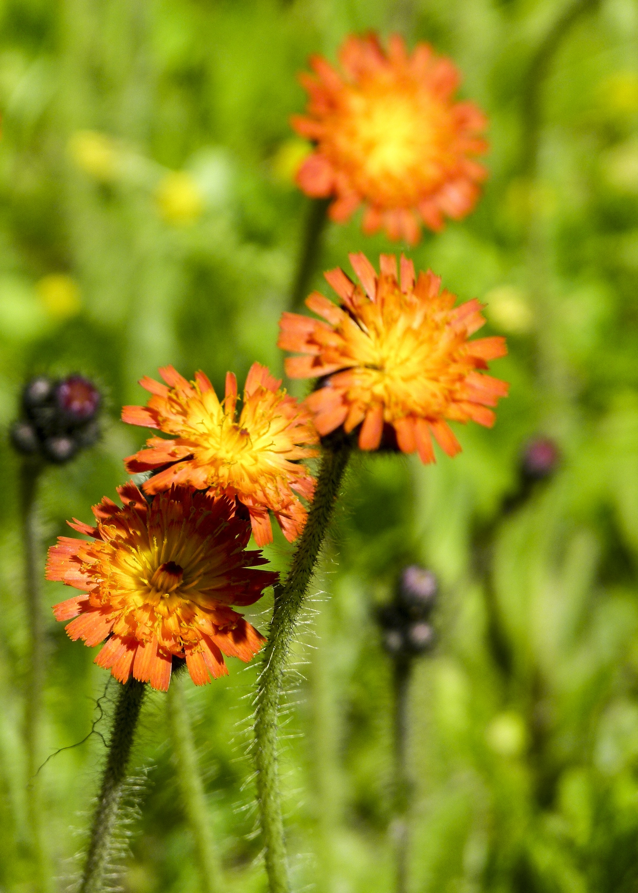 Orange wild flower in the field free image download