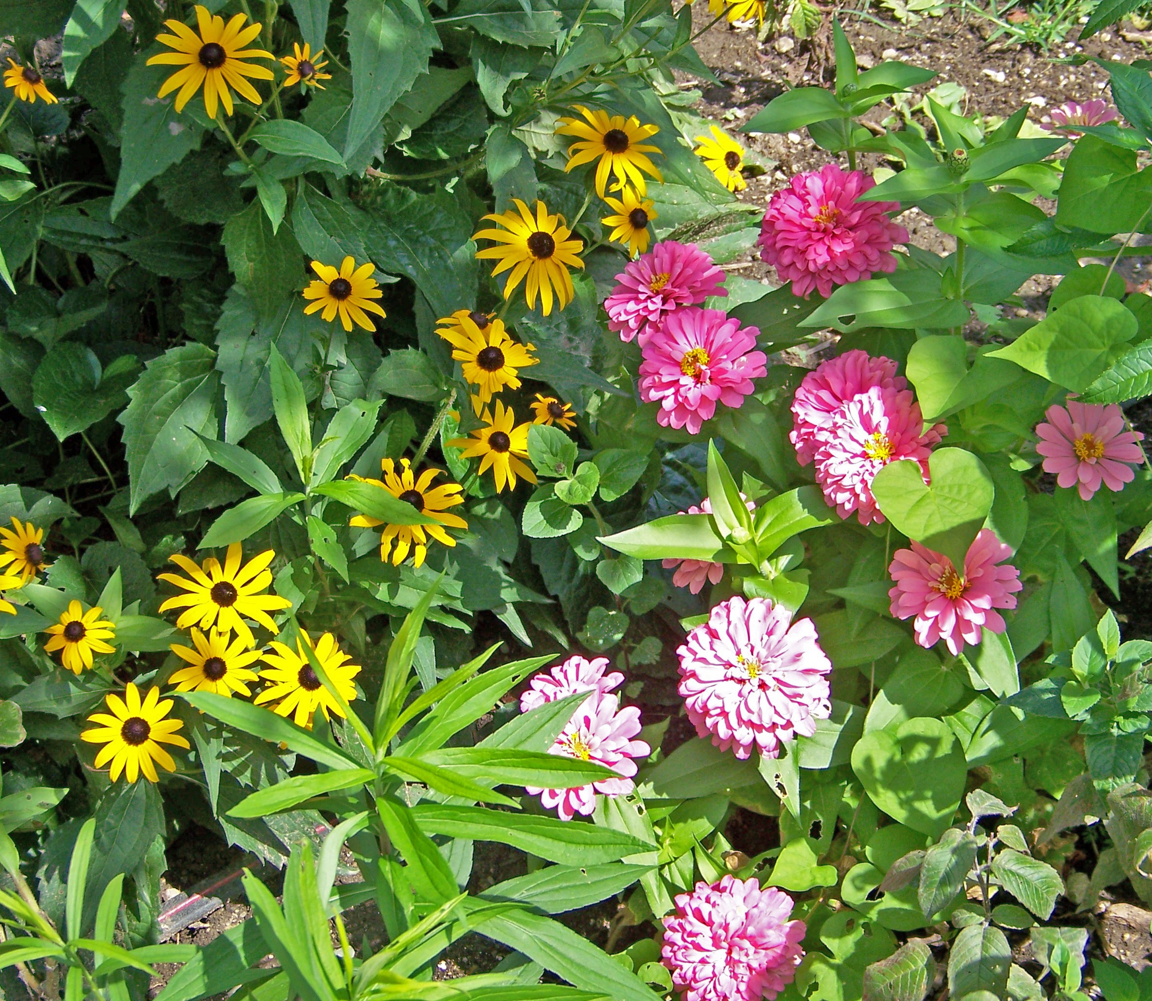 Flowers seasonal zinnia free image download