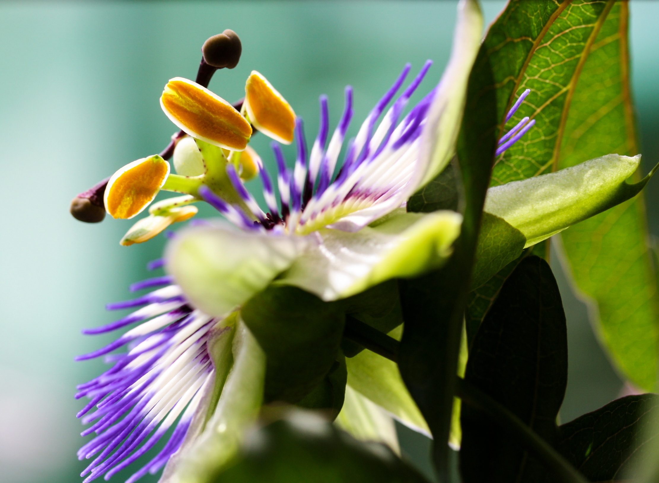 Passion flower close up, side view free image download