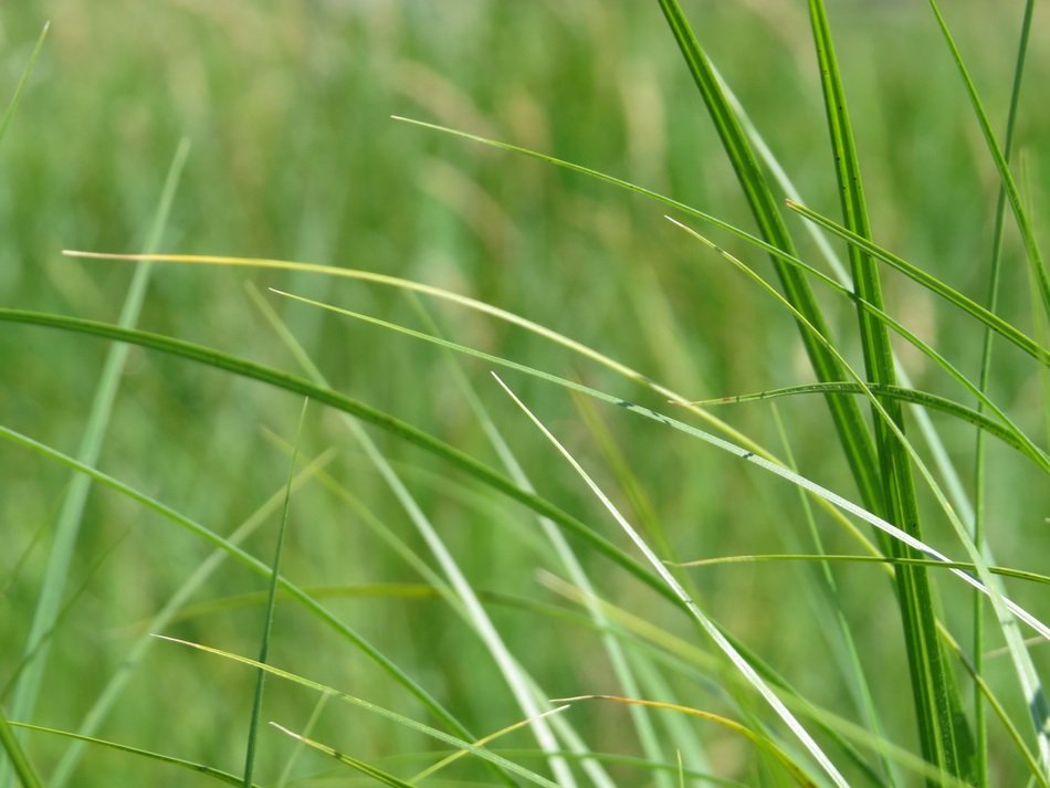 Green thin blades of grass in the meadow free image download