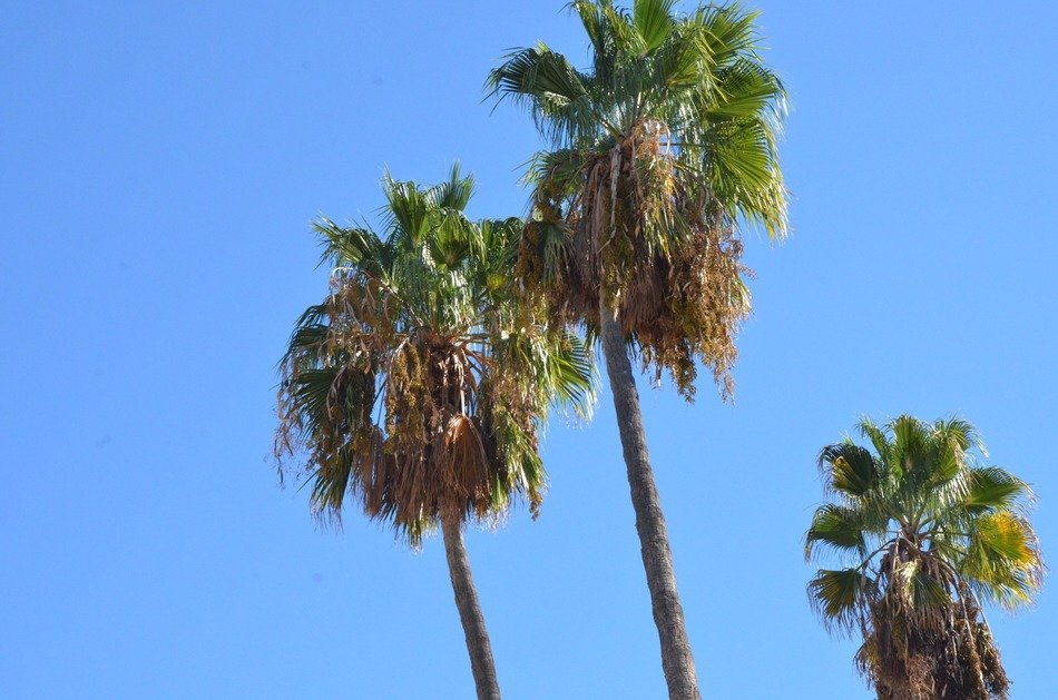 Dry leaves on top of a palm tree free image download