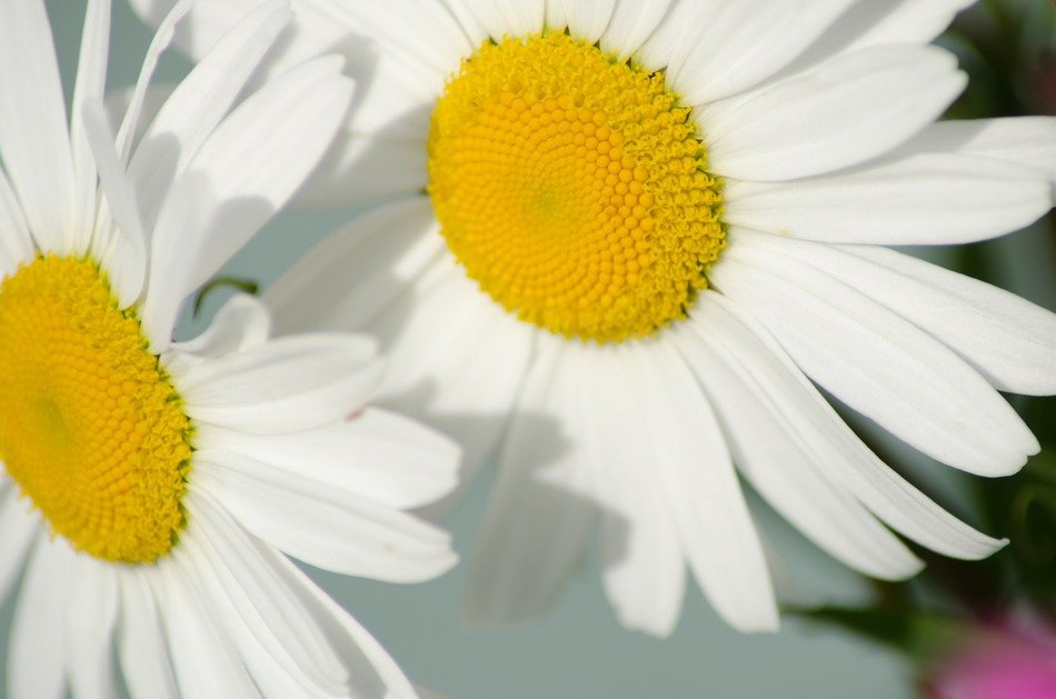 The nature of daisy flower free image download
