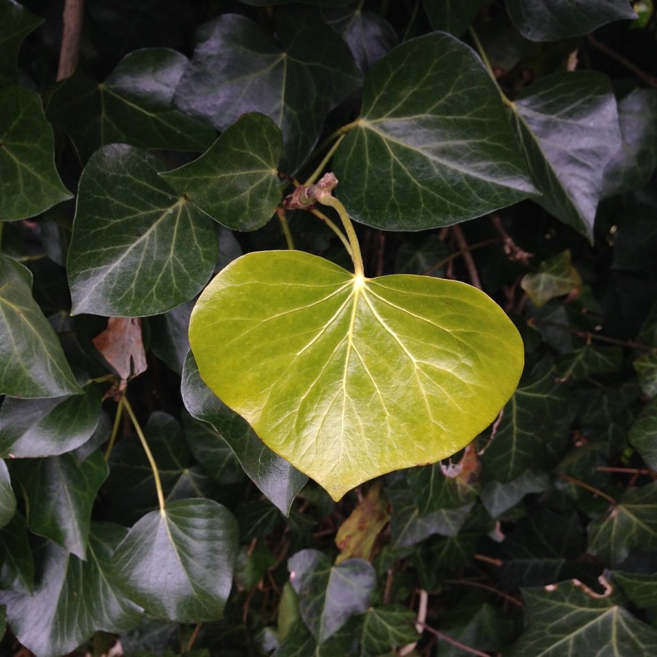New ivy leaf close up free image download