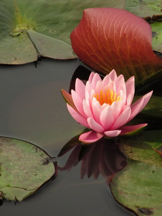 Lily water lilies free image download
