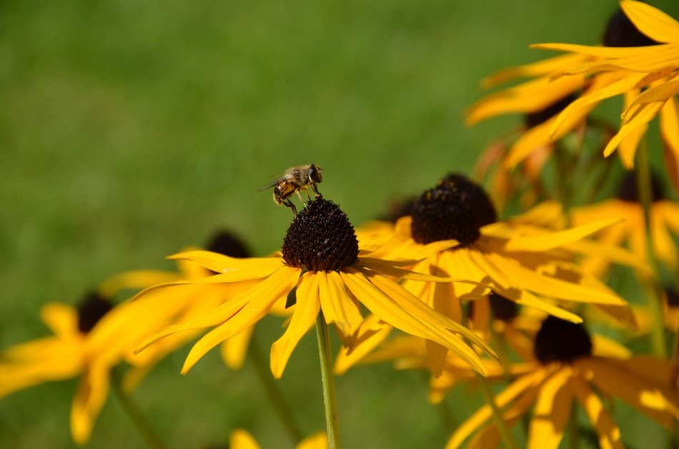 Insect on echinacea free image download