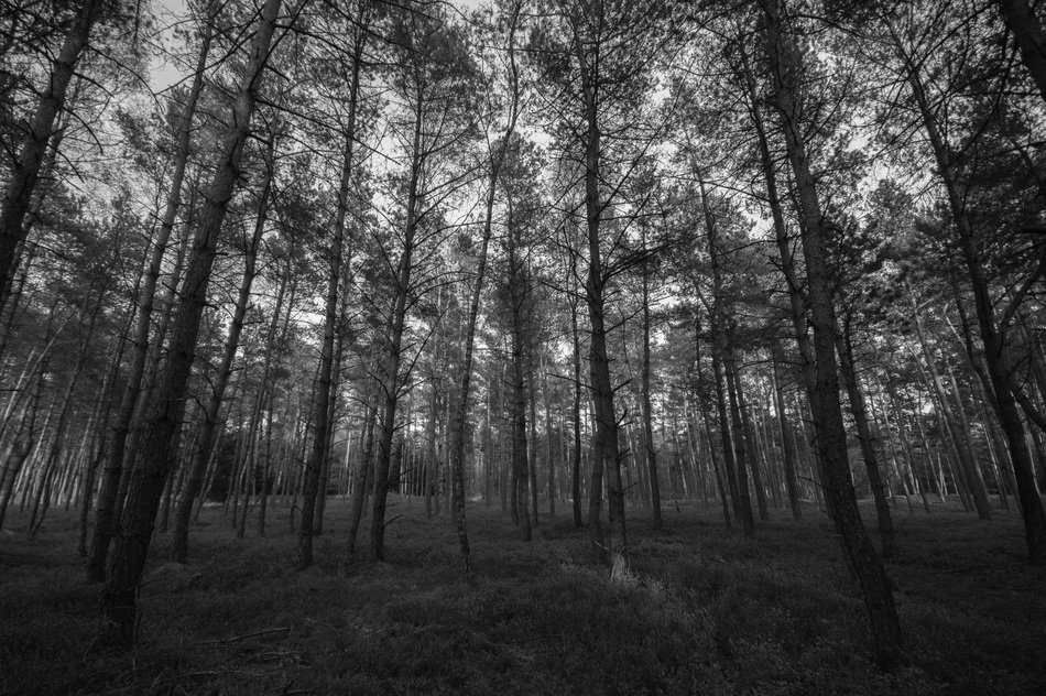 Forest in black and white free image download