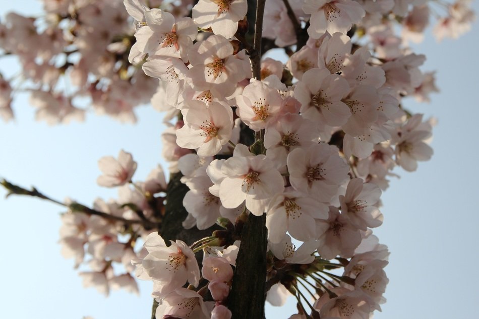 Plum blossom in Korea free image download