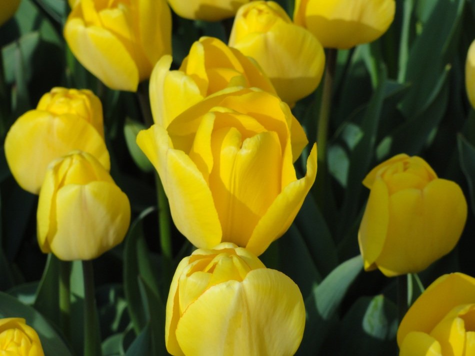 Blooming yellow tulips free image download