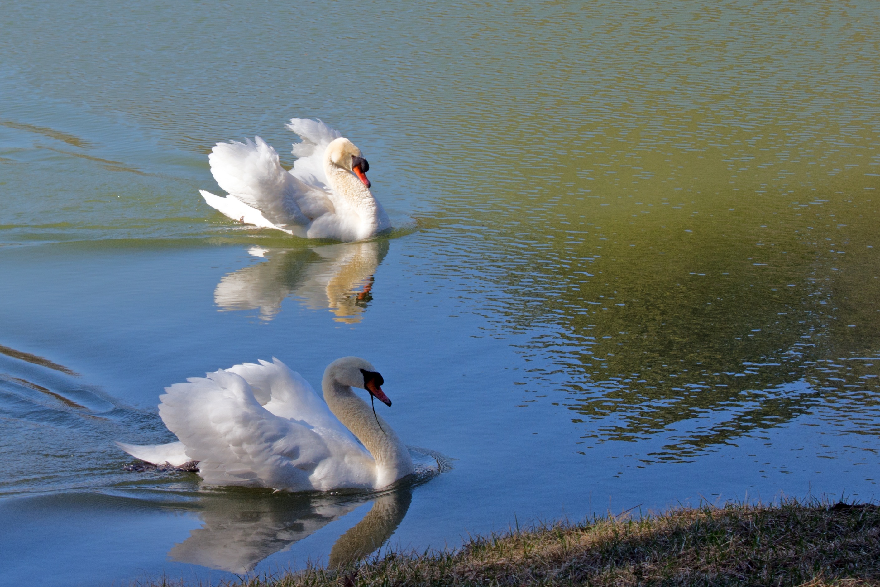 White swans in pond free image download