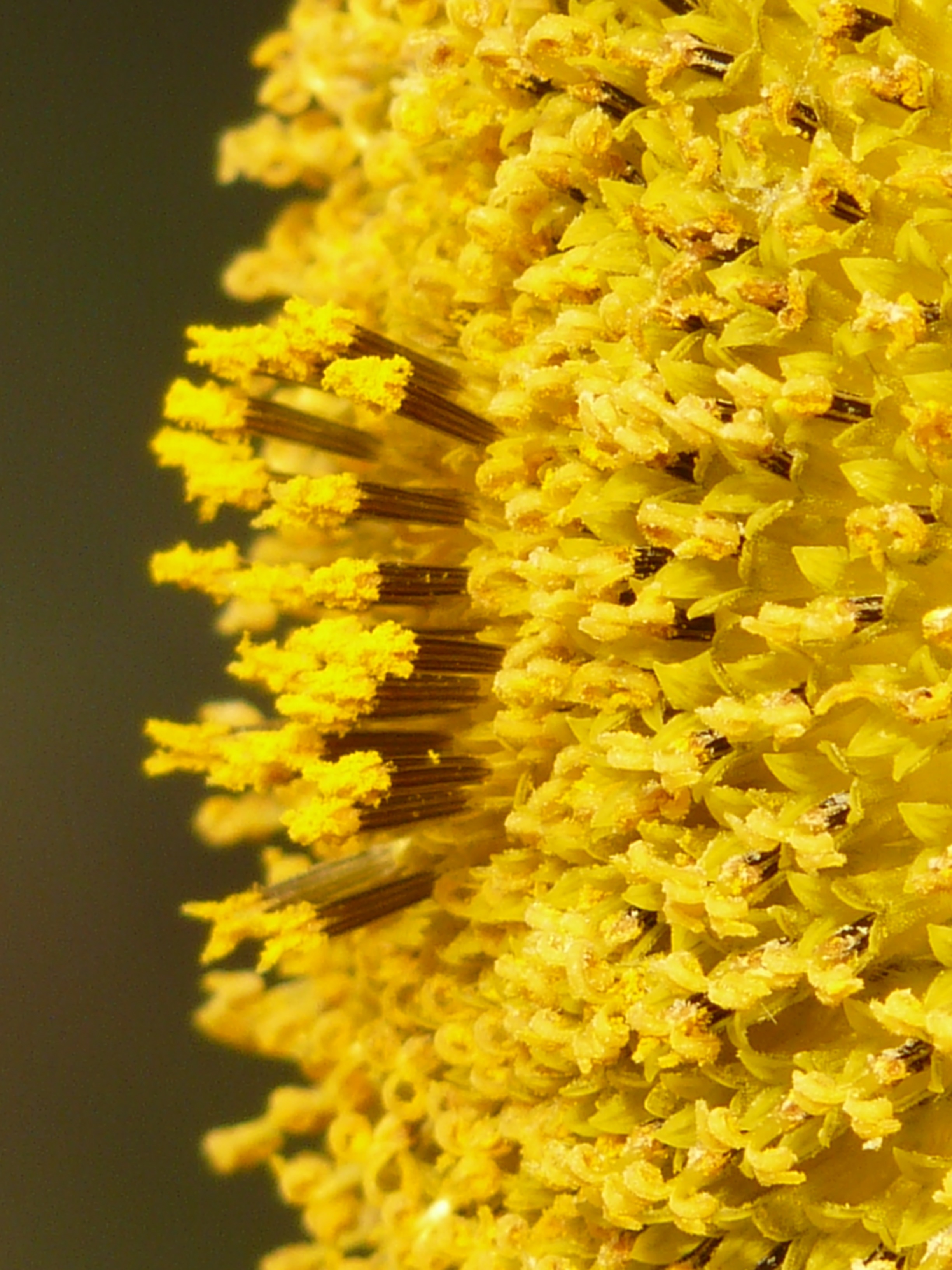 Inflorescence of yellow tubular flowers free image download