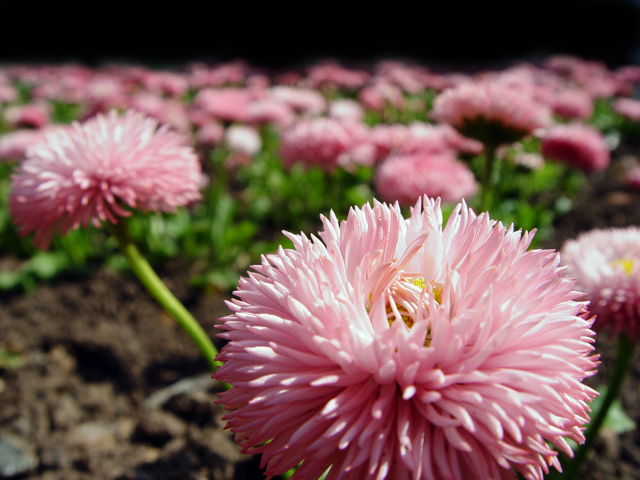 Round pink daisies in the garden free image download