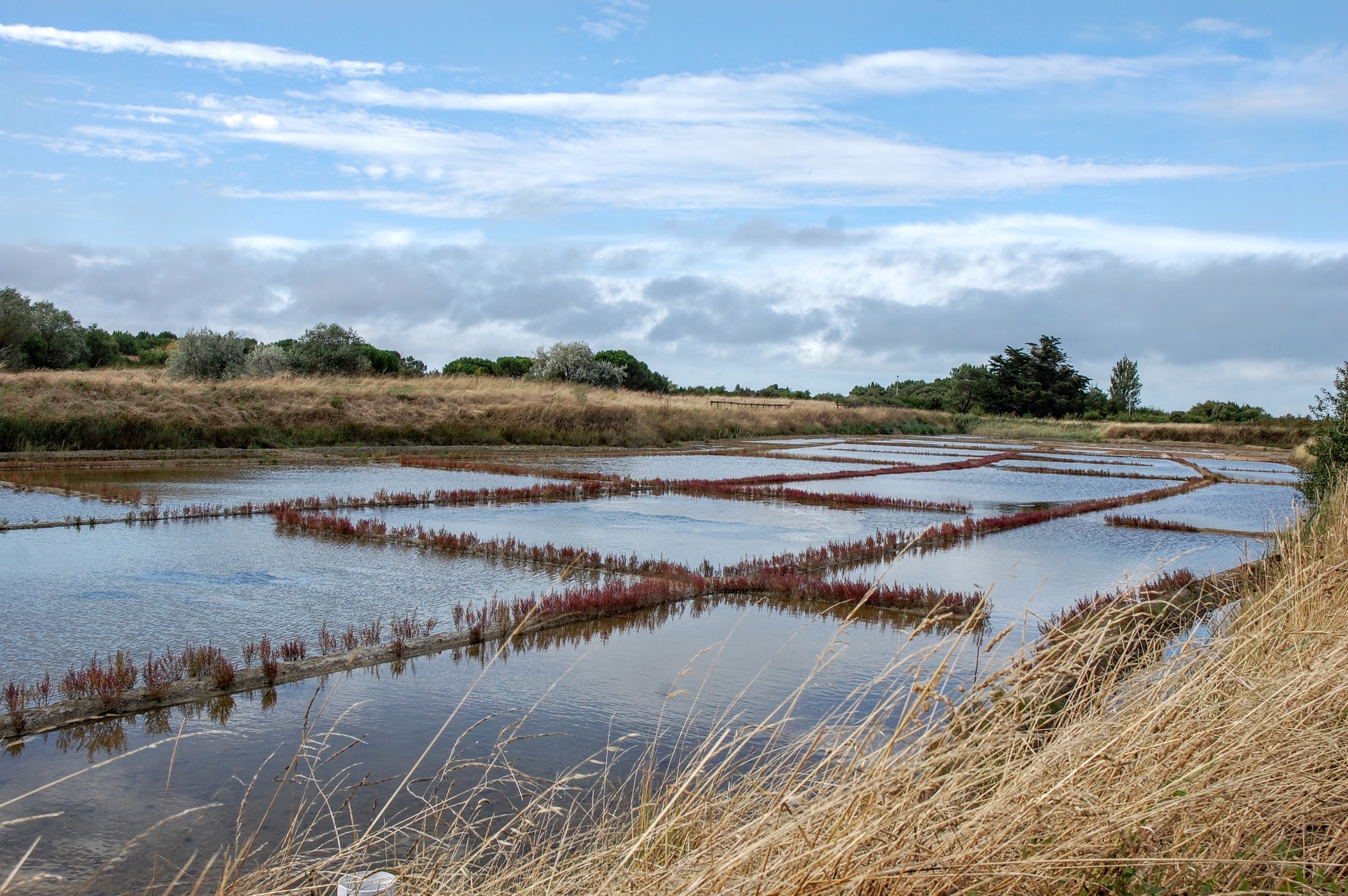 Marsh saline water free image download