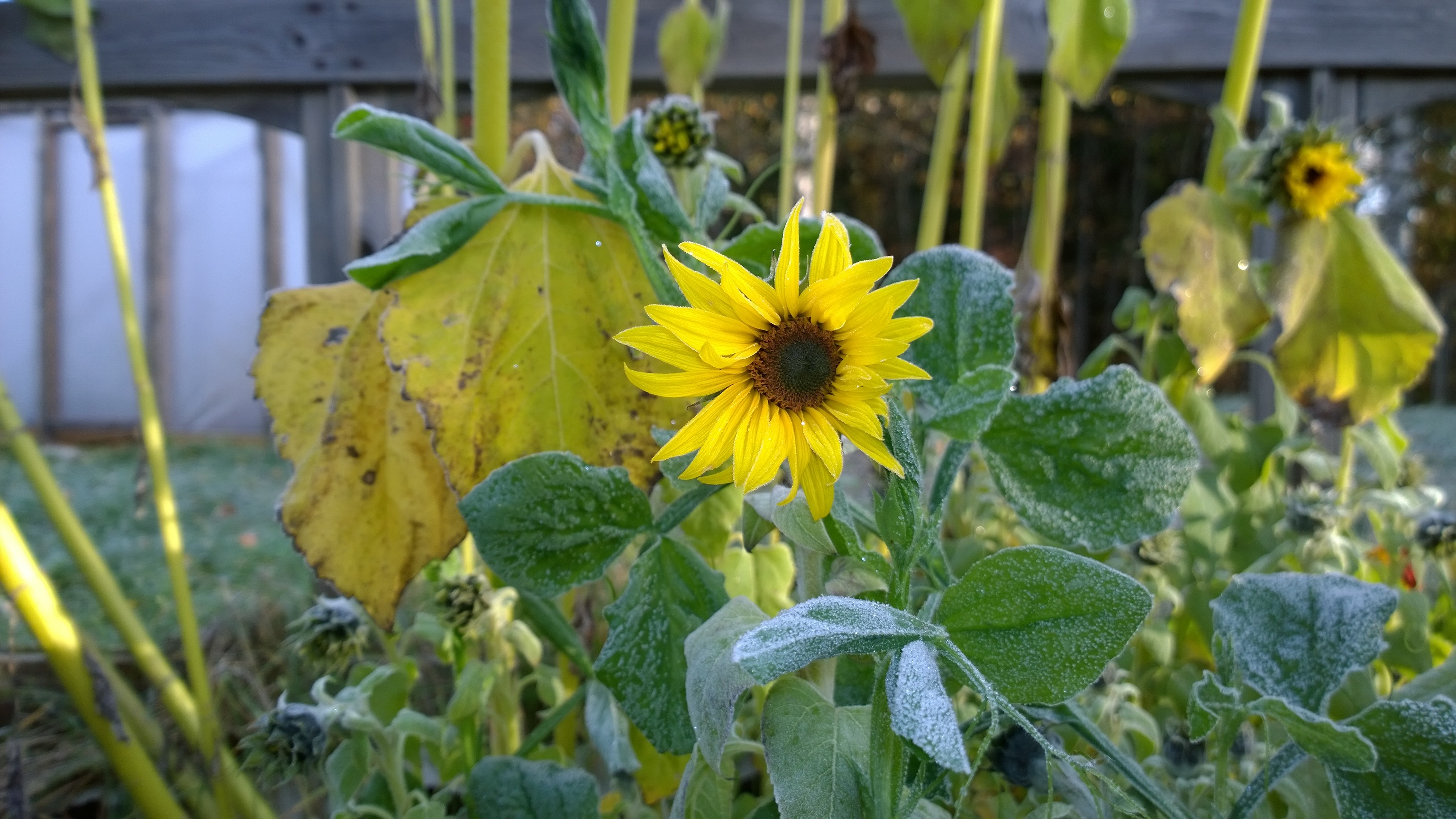 Young sunflowers in the garden free image download