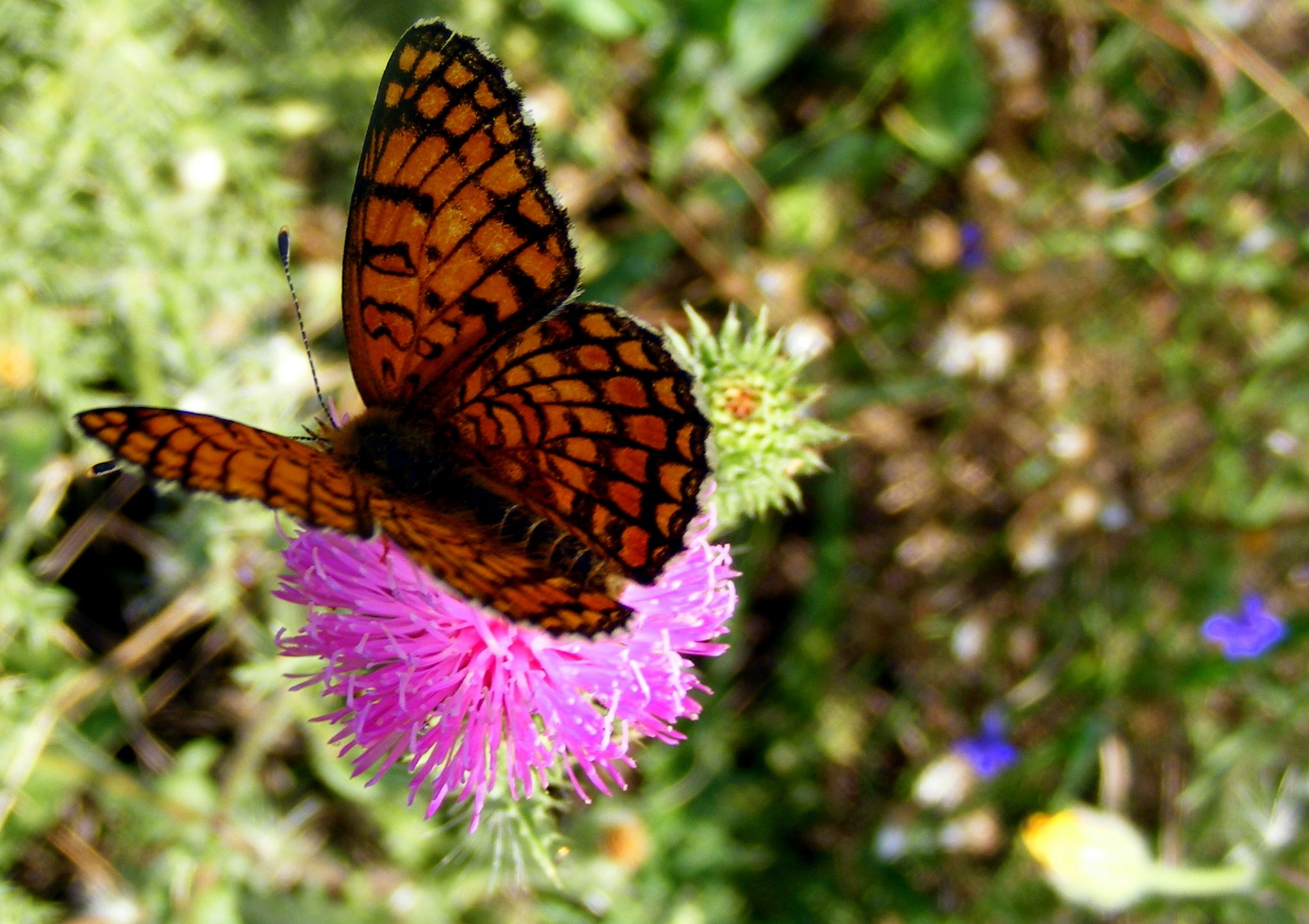 Brown and yellow butterfly free image download