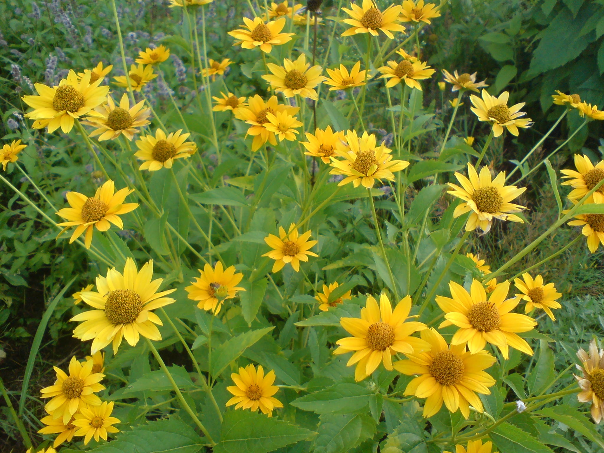 Flowering bush of the yellow flowers free image download