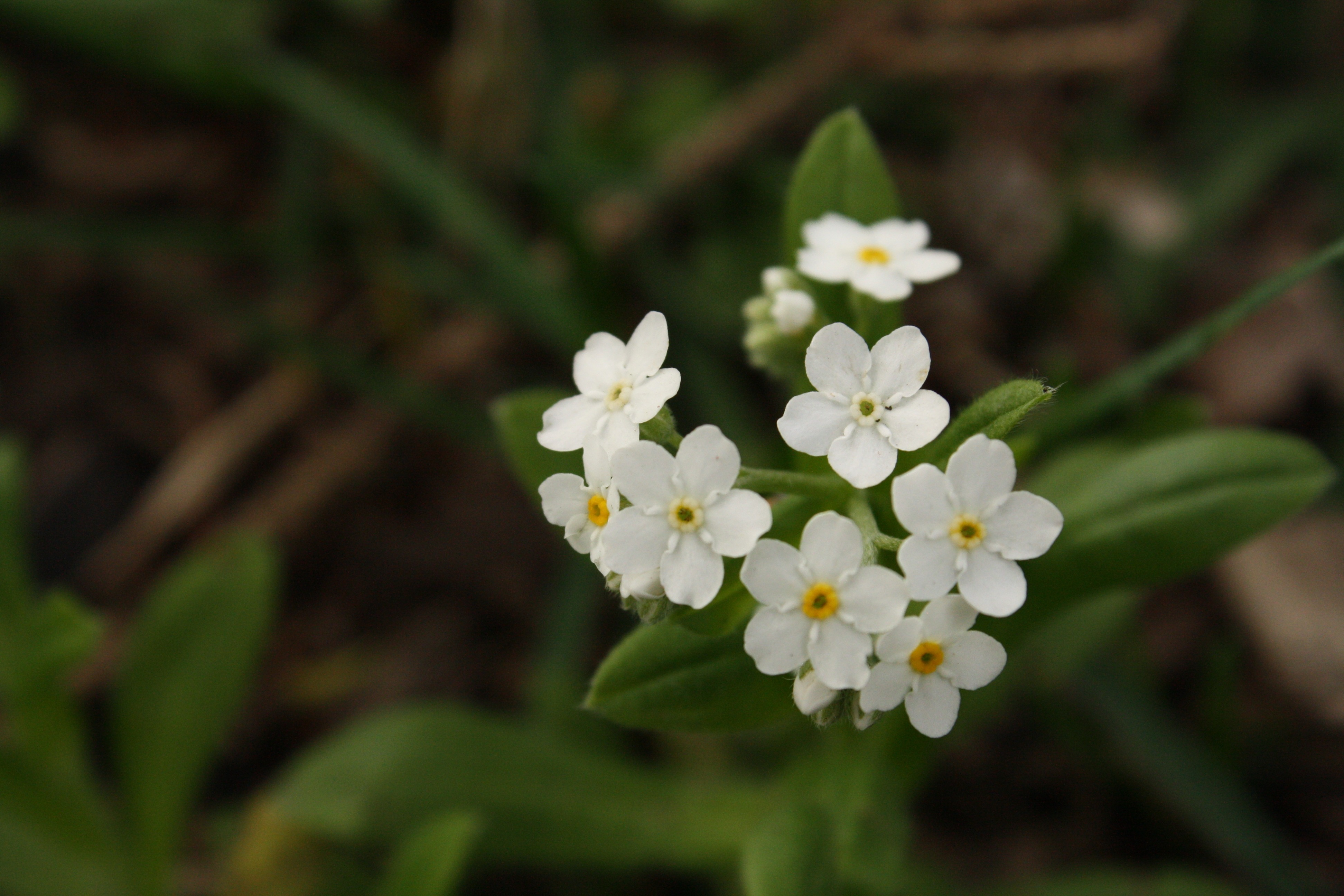 Beautiful white small flowers free image download