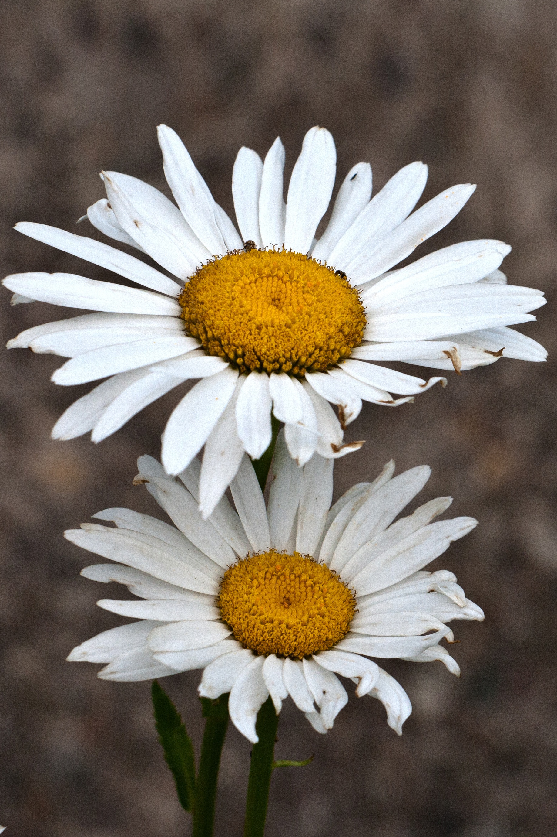 Two daisies close up free image download