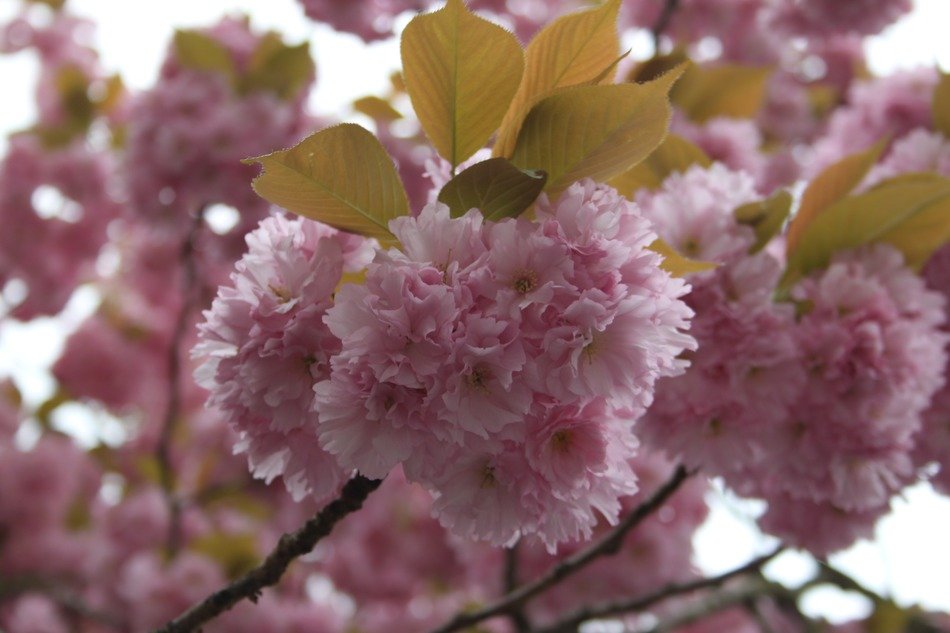 Pink japanese cherry trees free image download