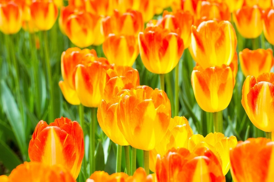 Orange red tulips free image download