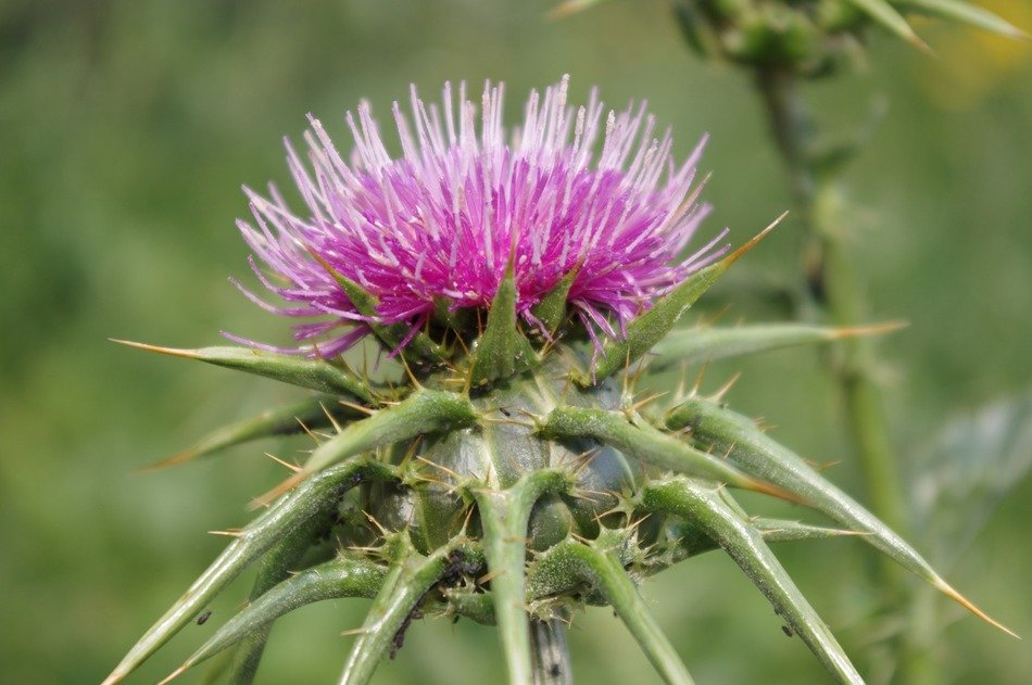 Purple thistle flower with sharp thorns close up free image download