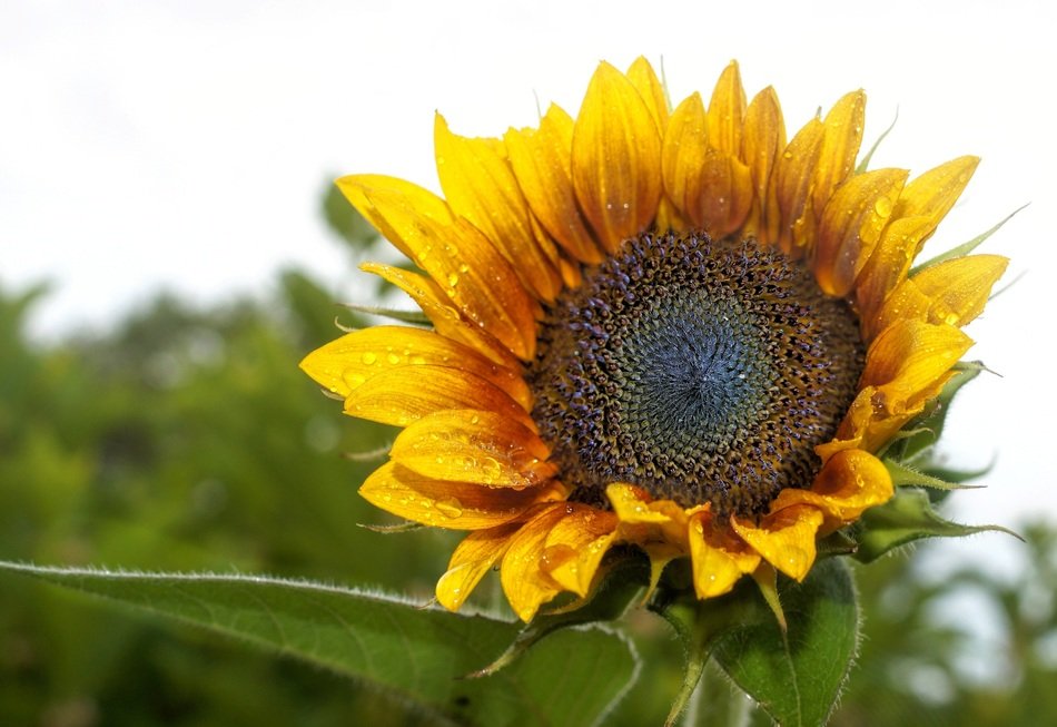 Yellow sunflower plant free image download