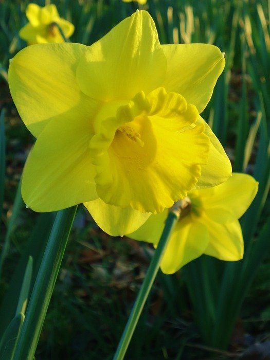 Daffodils yellow flower free image download