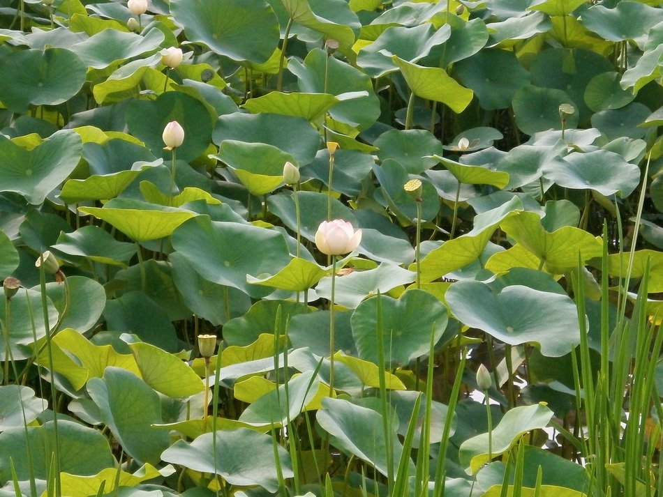 Pond in lotus plants free image download