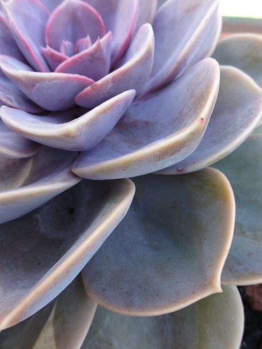 Purple green succulent plant free image download