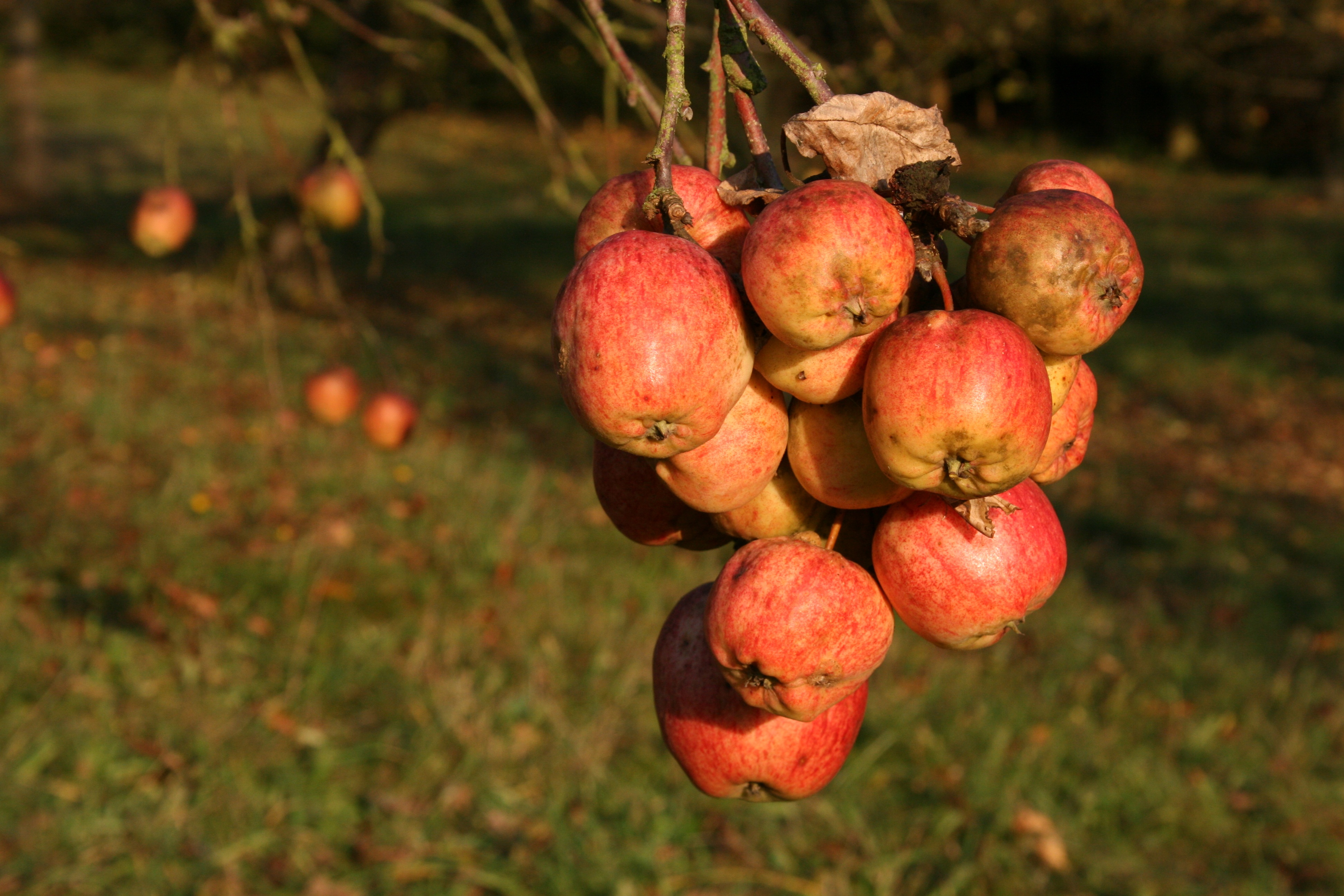 Autumn apple harvest free image download