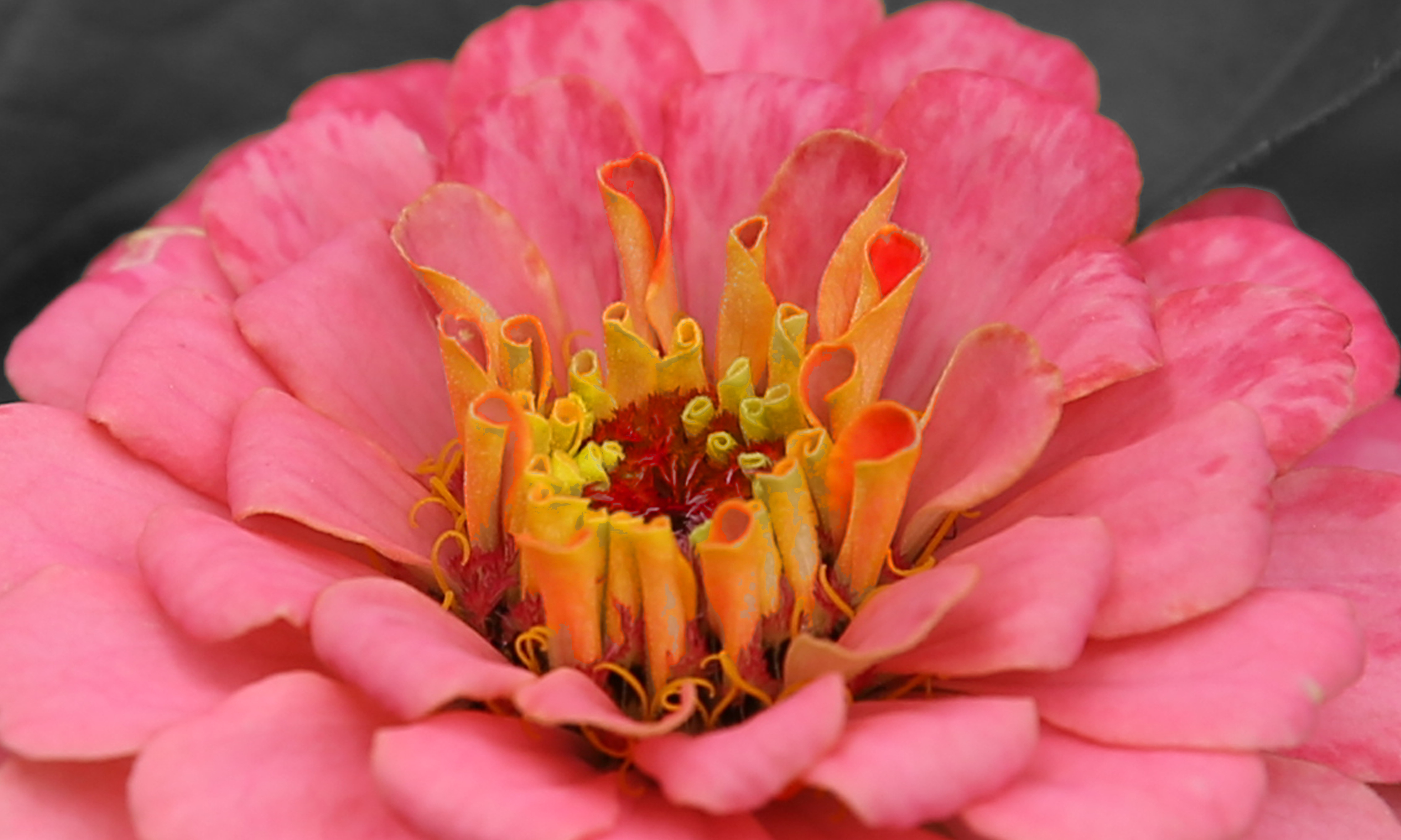 Pink flower bloom in spring free image download