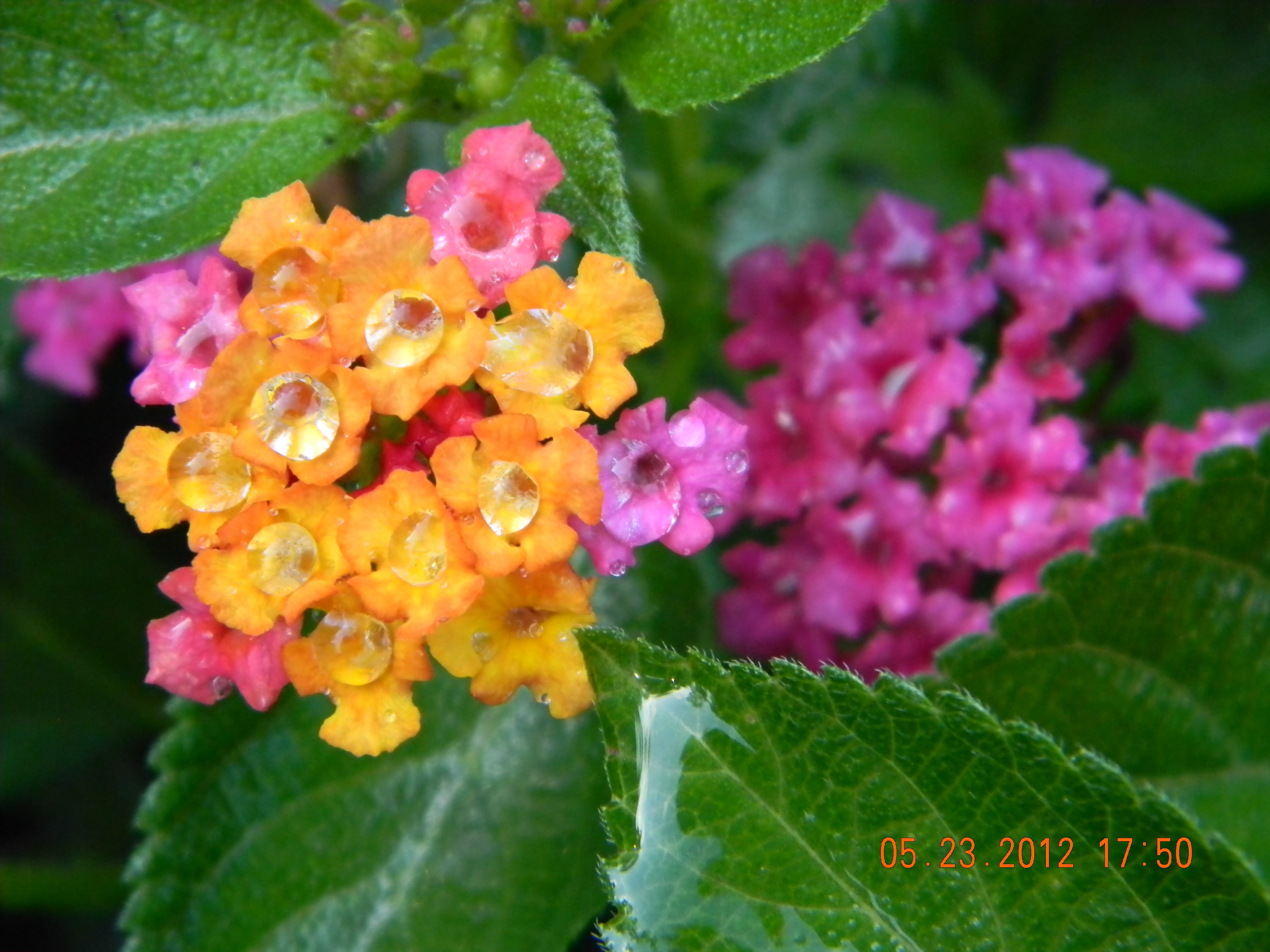 Beautiful, orange and pink verbena flowers with green leaves with water