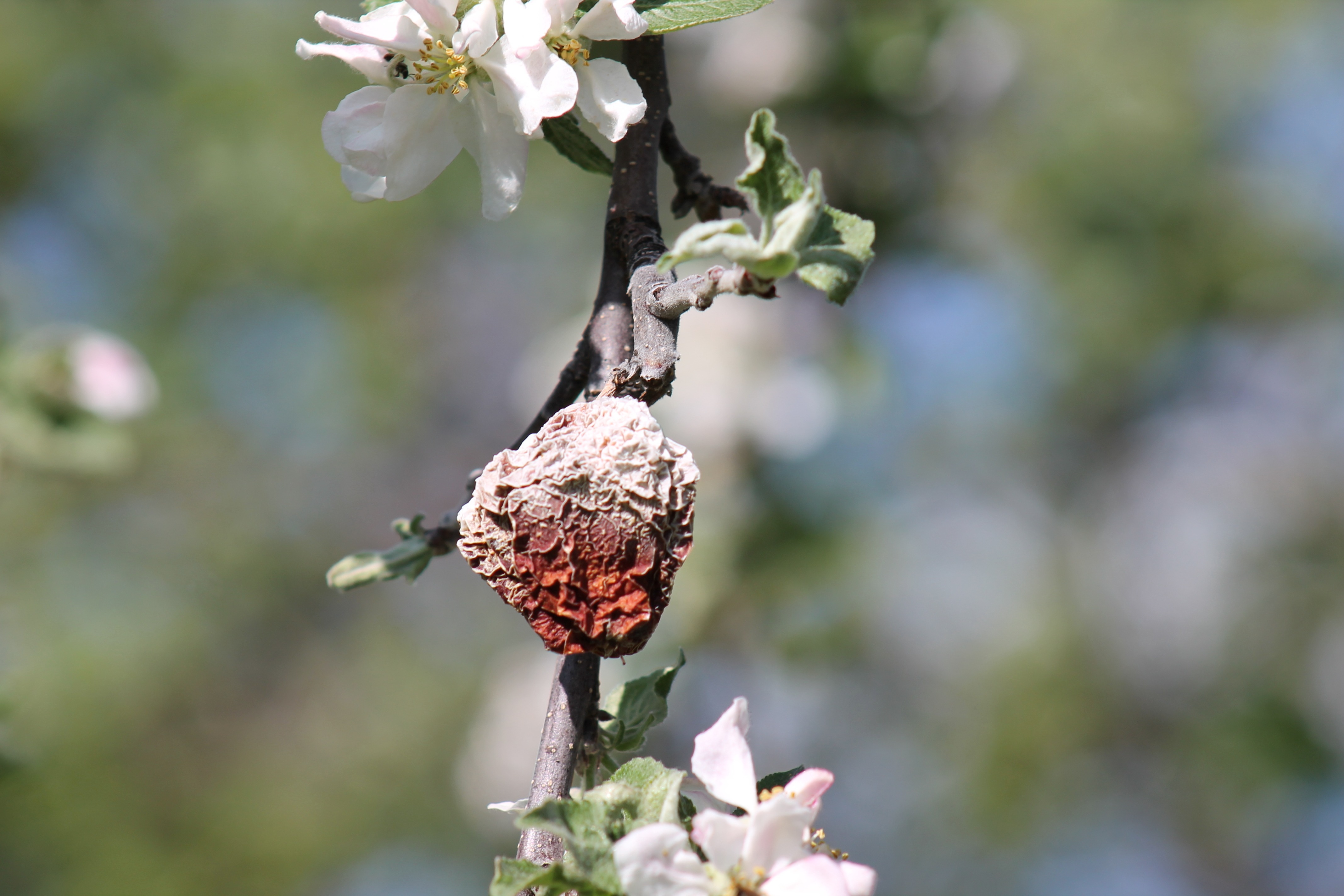 Dried apple blossom free image download