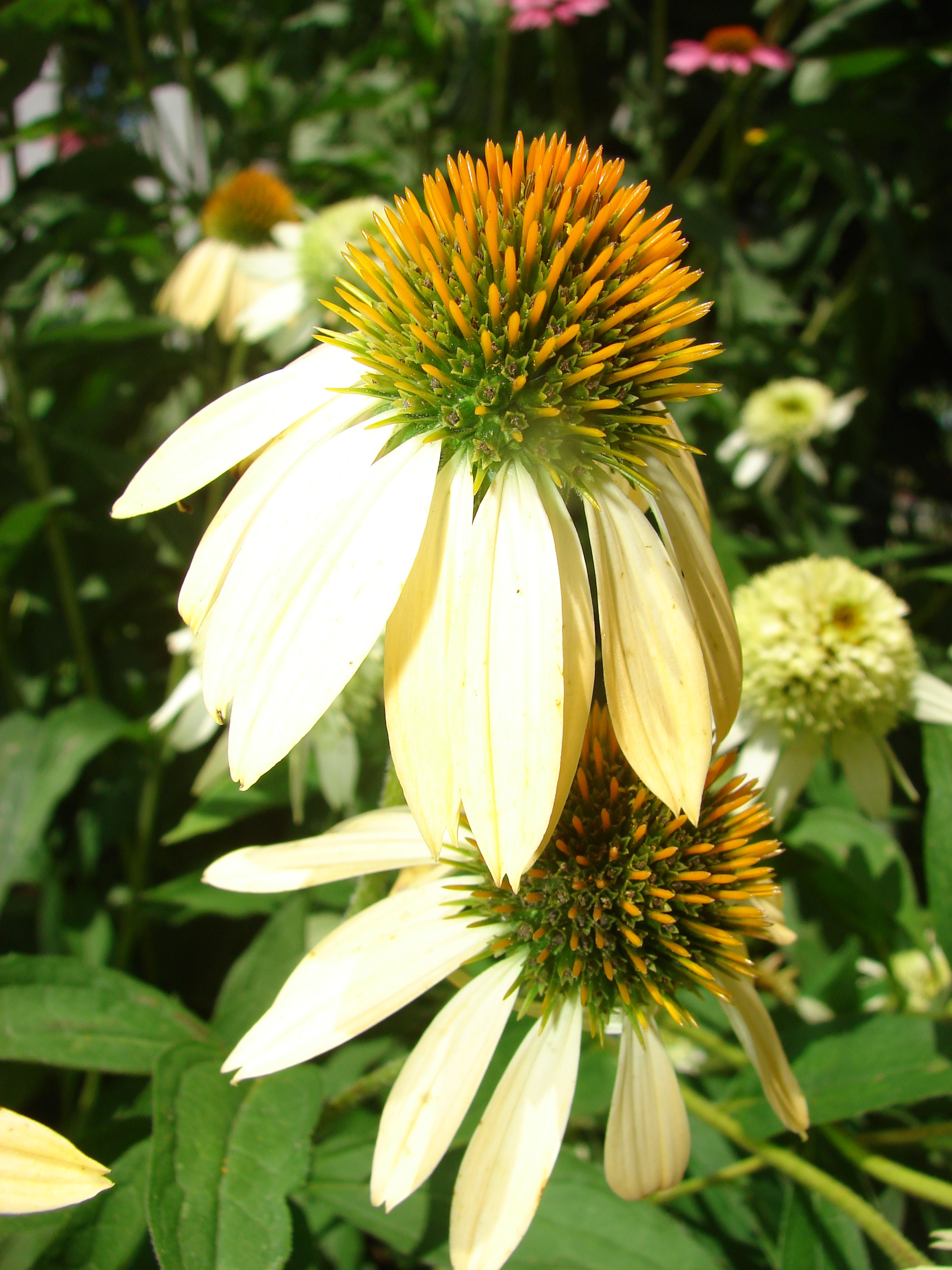 Yellow coneflowers free image download