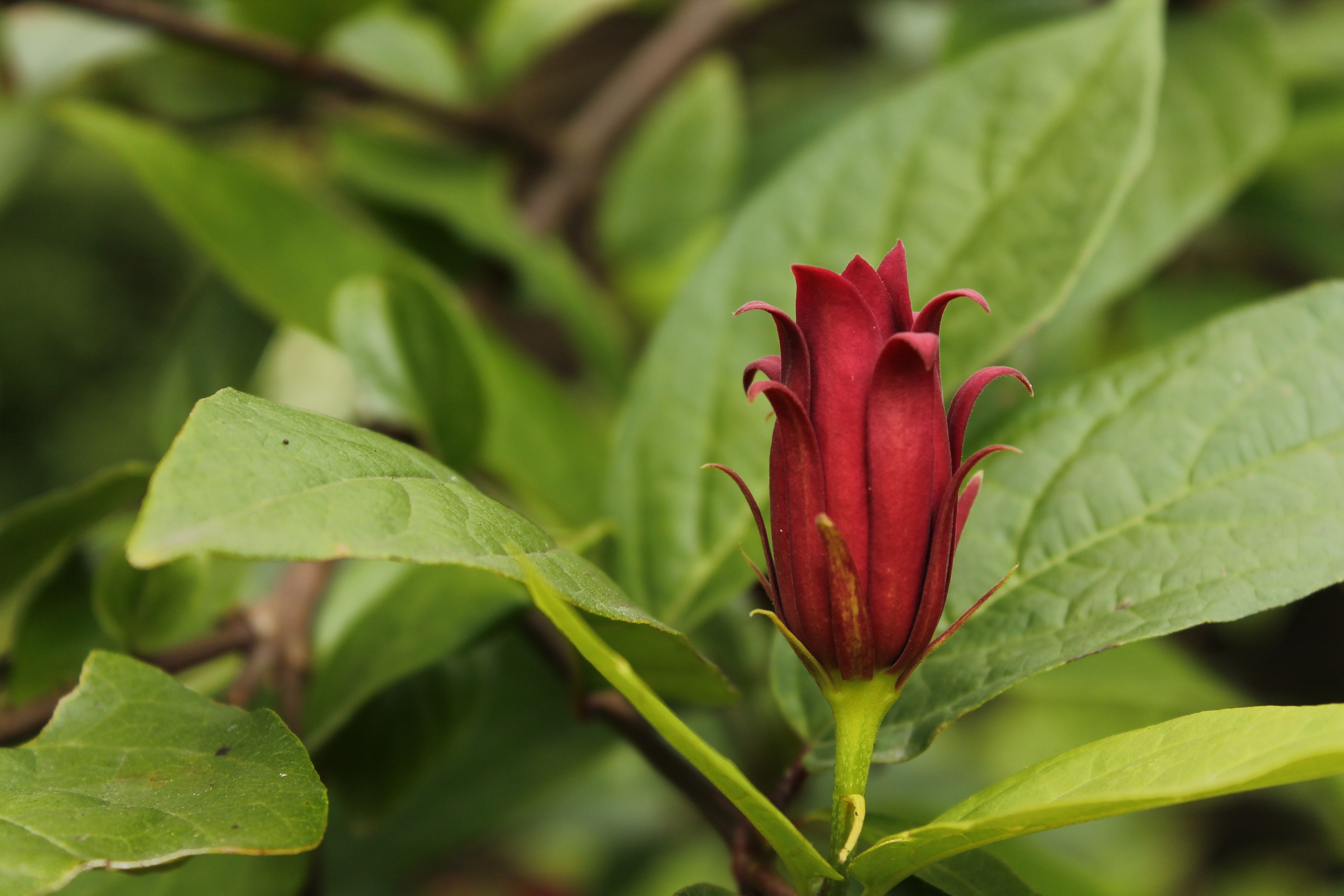 Exotic burgundy bud free image download