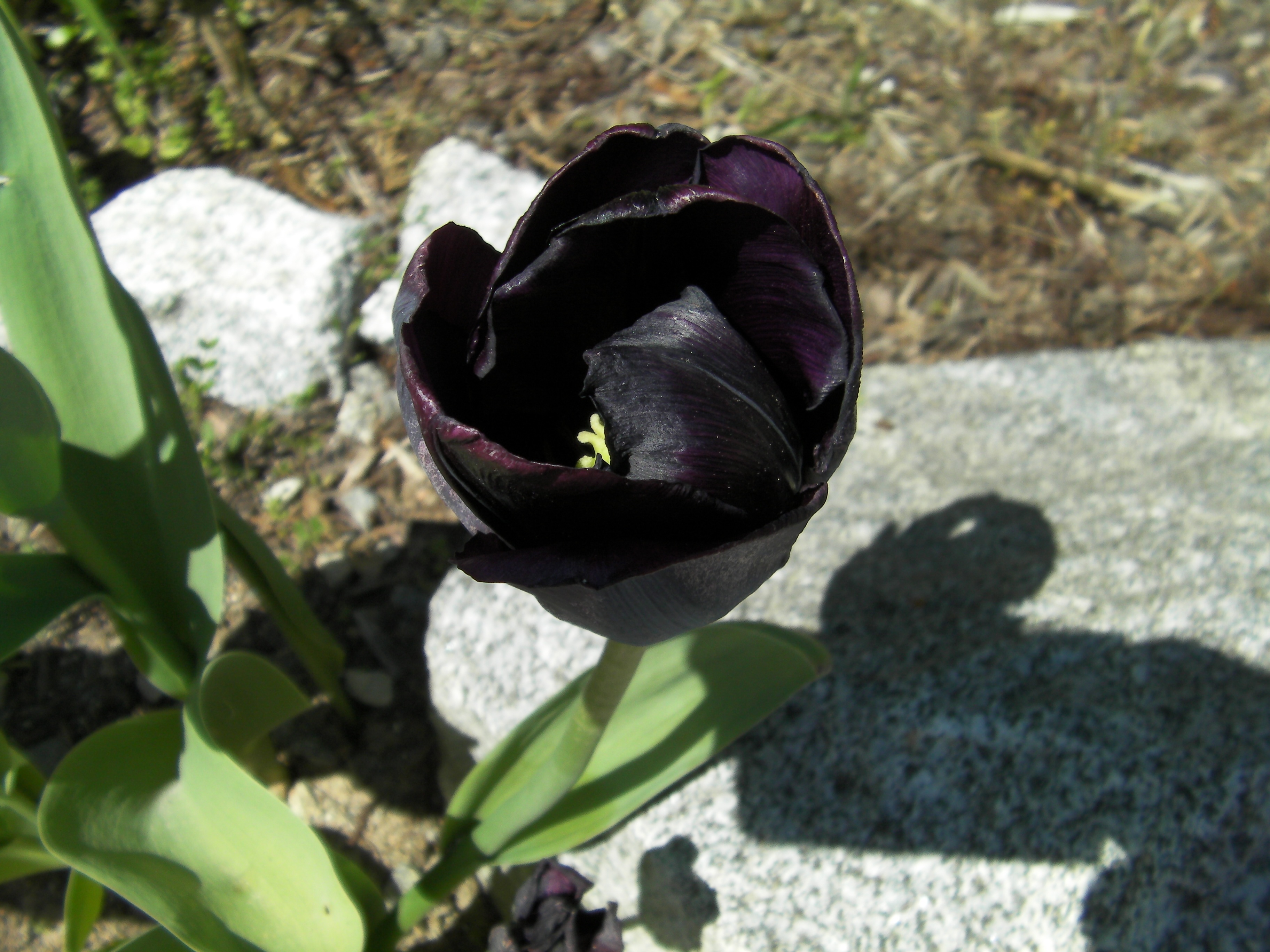 Black tulip flower free image download