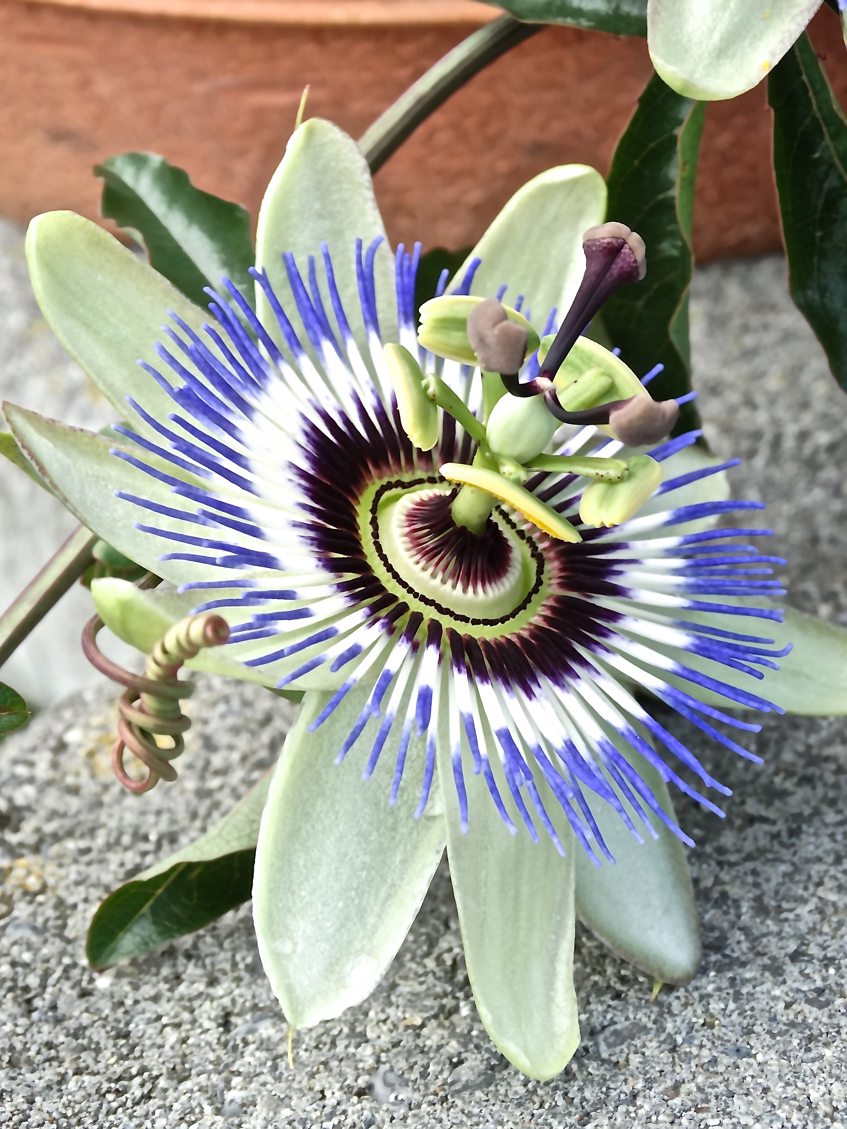 Exotic passion flower bloom free image download