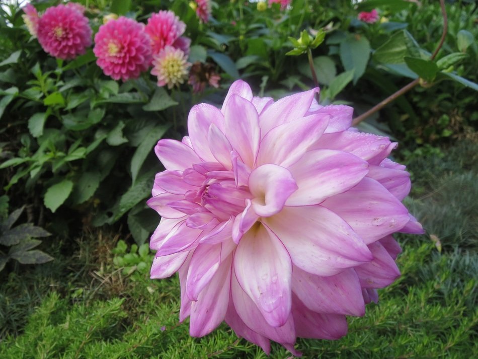 Closeup of the beautiful blooming pink, purple and white flower near