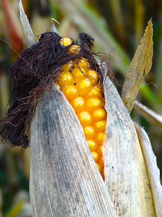Corn on the cob hair closeup free image download
