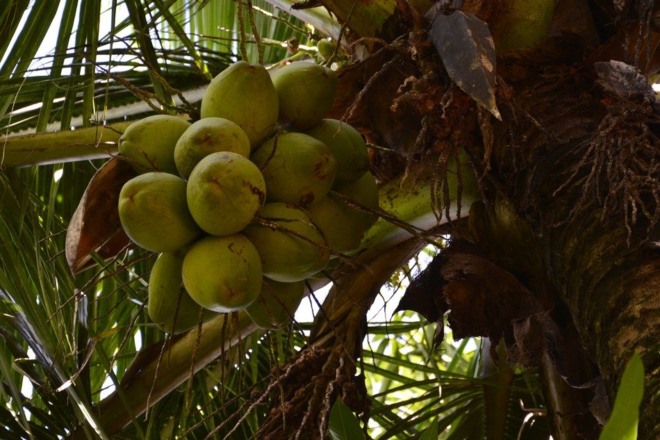 Coconut nuts on palm tree in summer free image download