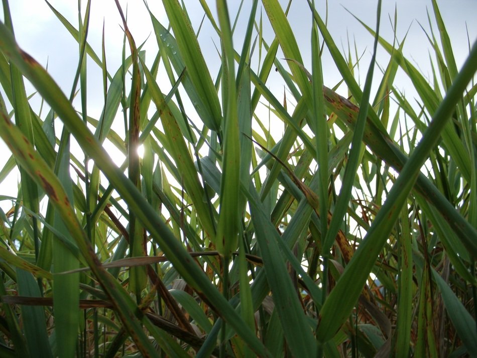 Green reed grass free image download