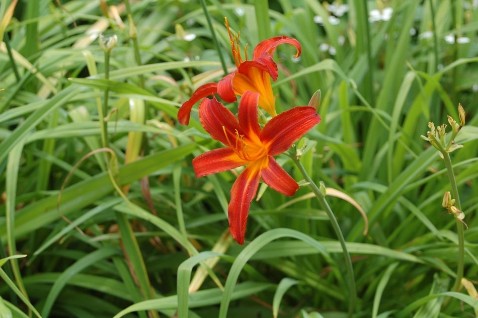 Two red lilies in a green garden free image download